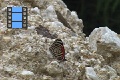 Scene 28_Diaethria marchalii feeding on rock salt